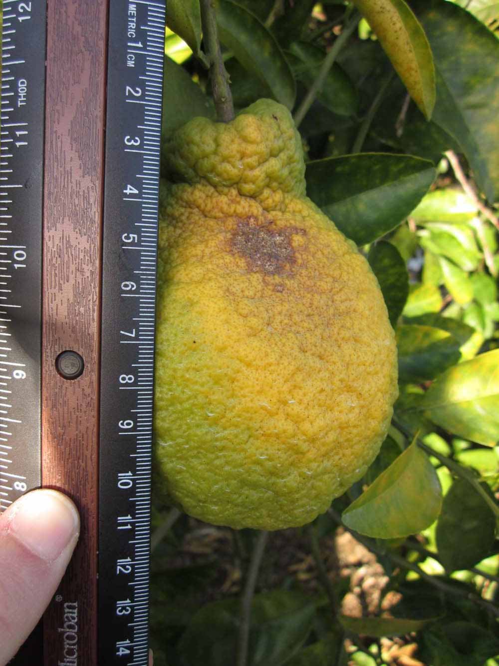            Fruit (Winter Haven, FL)   